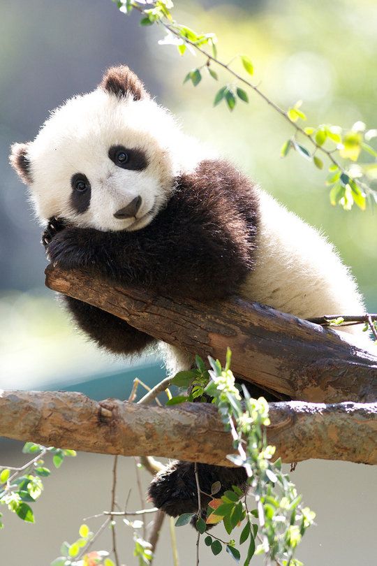 baby-panda-cute-animal-pictures-pics