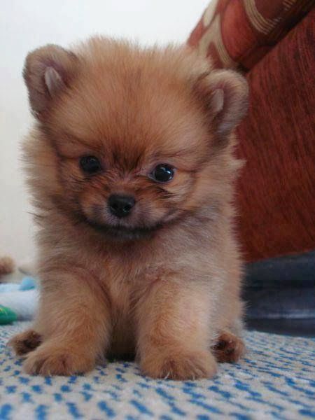 pomeranian-puppy-pictures-cute-dogs-animal-pics
